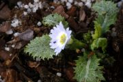 Primula bhutanica 'Sherrif's Variety'
