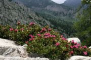Rhododendron_ferrugineum_TOM_Z9R7939.JPG