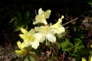 Rhododendron 'Swift'