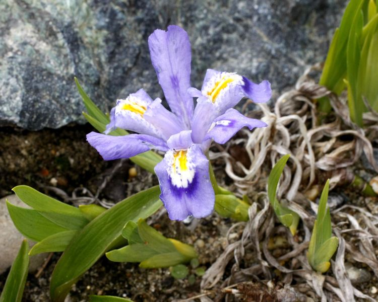 Blue Flag Iris, Most Popular Pond Plant