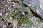 Aquilegia_saximontana_TOM_9063.JPG