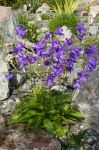 Campanula_stevenii_var_beauverdtiana_TOM_9551.JPG