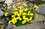 Draba_mollissima_TOM_8805.JPG