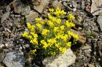 Draba_rosularis_TOM_8964.JPG