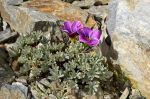Oxalis_enneaphylla_Patagonia_TOM_9186.JPG