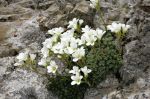 Saxifraga_diapensioides_TOM_Z9R8033.JPG