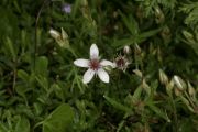 Arenaria_purpurascens_T_Z9R1686.JPG