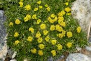 Azorella_trifurcata_Nana_TOM_6946.JPG
