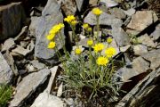 Erigeron_linearis_TOM_9293.JPG