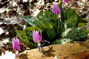 Erythronium dens-canis 'Purple King'