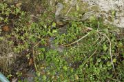 Salix tarraconensis