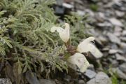 Salvia potentillifolia
