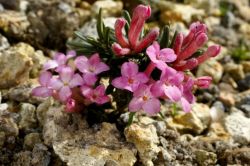 Daphne petraea 'Garnet'