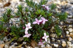 Daphne x whiteorum 'Kilmeston'