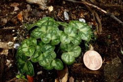 Hepatica nobilis subsp. pyrenaica f. marmorata